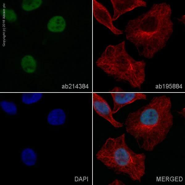 Immunocytochemistry/ Immunofluorescence - Alexa Fluor® 568 Anti-HDAC2 antibody [Y461] (AB214384)