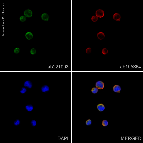 Immunocytochemistry/ Immunofluorescence - Alexa Fluor® 568 Anti-Iba1 antibody [EPR6136(2)] (AB221003), expandable thumbnail