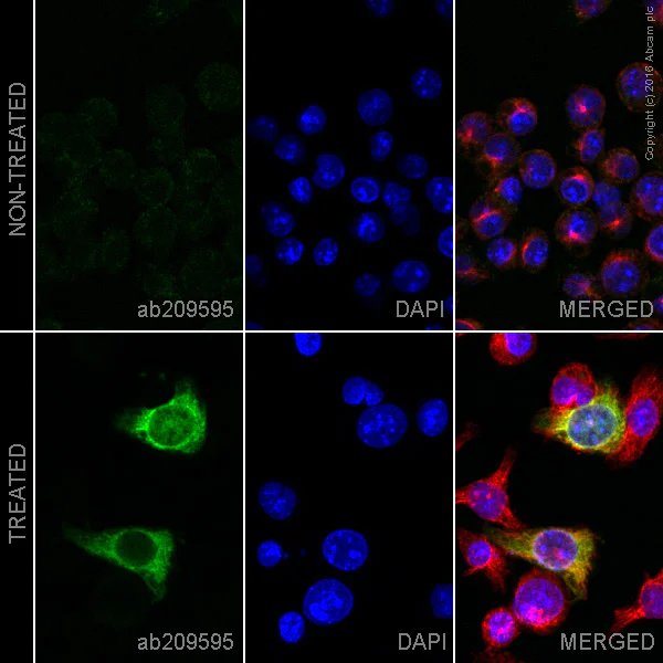 Immunocytochemistry/ Immunofluorescence - Alexa Fluor® 568 Anti-iNOS antibody [EPR16635] (AB209595)