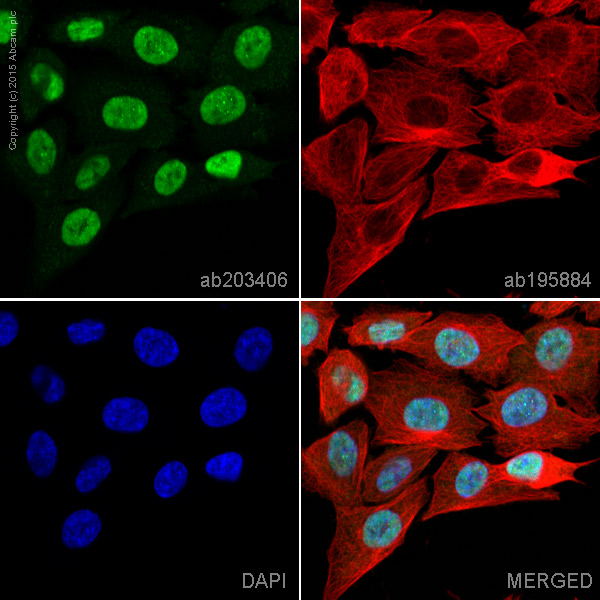 Immunocytochemistry/ Immunofluorescence - Alexa Fluor® 568 Anti-Islet 1 antibody [EP4182] - Neural Stem Cell Marker (AB203406), expandable thumbnail