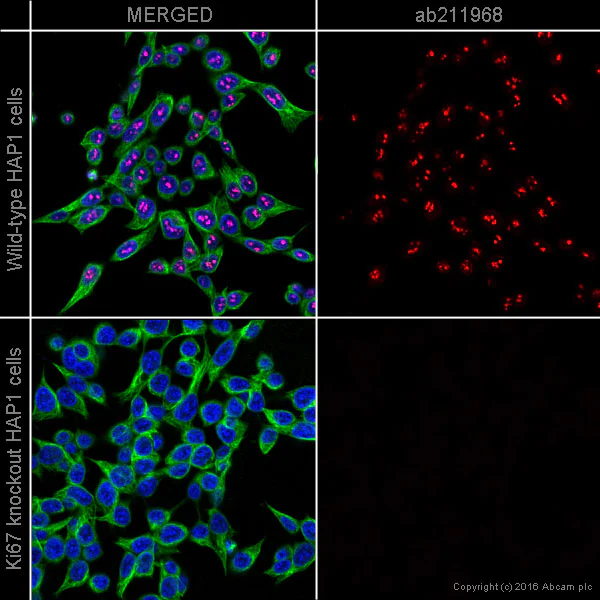 Immunocytochemistry - Alexa Fluor® 568 Anti-Ki67 antibody [EPR3610] (AB211968)