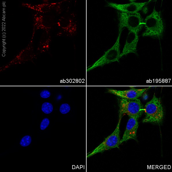 Immunocytochemistry/ Immunofluorescence - Alexa Fluor® 568 Anti-LAMP1 antibody [EPR21026] - Lysosome Marker (AB302802), expandable thumbnail