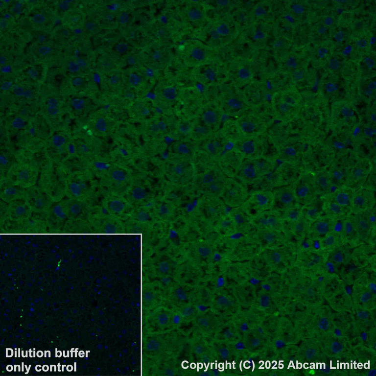 Immunohistochemistry (Formalin/PFA-fixed paraffin-embedded sections) - Alexa Fluor® 568 Anti-ME1 antibody [EPR28891-30] (AB325044)
