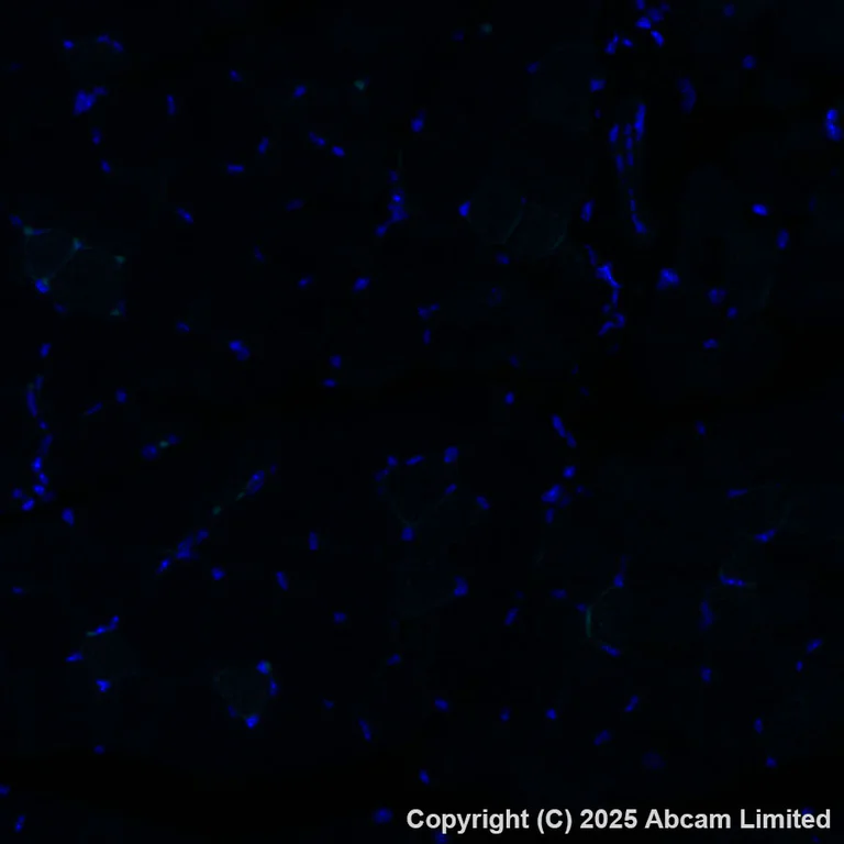 Immunohistochemistry (Formalin/PFA-fixed paraffin-embedded sections) - Alexa Fluor® 568 Anti-ME1 antibody [EPR28891-30] (AB325044)