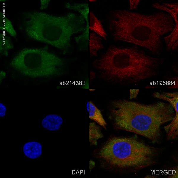 Immunocytochemistry/ Immunofluorescence - Alexa Fluor® 568 Anti-MEK1 antibody [E342] (AB214382)
