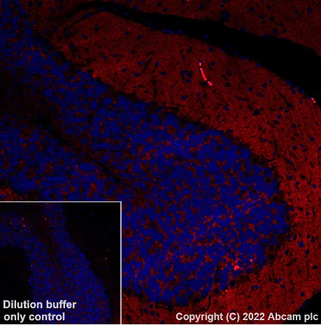 Immunohistochemistry (Formalin/PFA-fixed paraffin-embedded sections) - Alexa Fluor® 568 Anti-mGluR1a antibody [EPR24160-173] (AB307772)