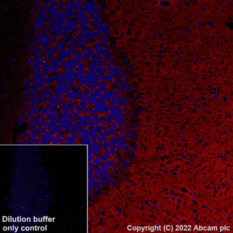 Immunohistochemistry (Formalin/PFA-fixed paraffin-embedded sections) - Alexa Fluor® 568 Anti-mGluR1a antibody [EPR24160-173] (AB307772)