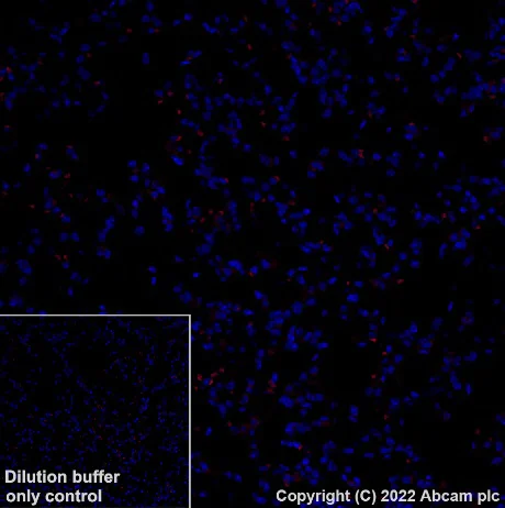 Immunohistochemistry (Formalin/PFA-fixed paraffin-embedded sections) - Alexa Fluor® 568 Anti-mGluR1a antibody [EPR24160-173] (AB307772)