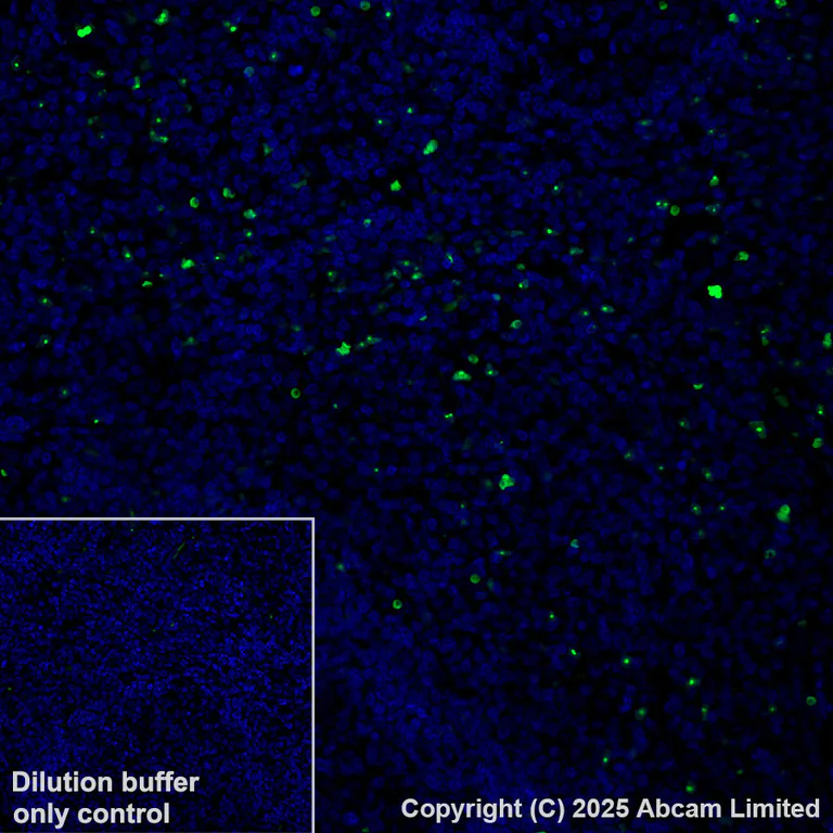 Immunohistochemistry (Formalin/PFA-fixed paraffin-embedded sections) - Alexa Fluor® 568 Anti-MNDA antibody [EPR28267-44] (AB325039)