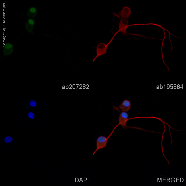 Immunocytochemistry/ Immunofluorescence - Alexa Fluor® 568 Anti-NeuN antibody [EPR12763] - Neuronal Marker (AB207282), expandable thumbnail