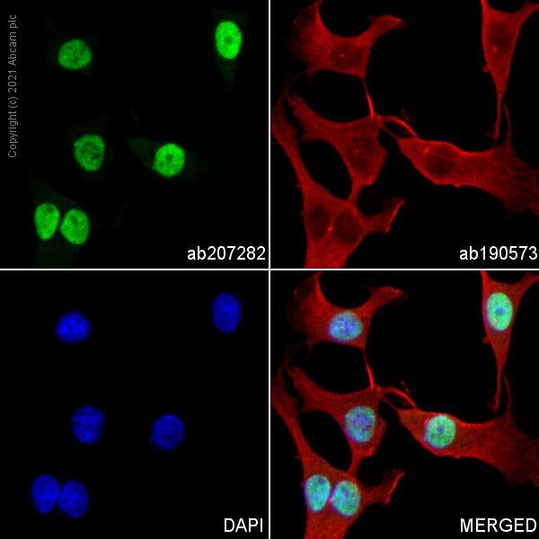 Immunocytochemistry/ Immunofluorescence - Alexa Fluor® 568 Anti-NeuN antibody [EPR12763] - Neuronal Marker (AB207282), expandable thumbnail