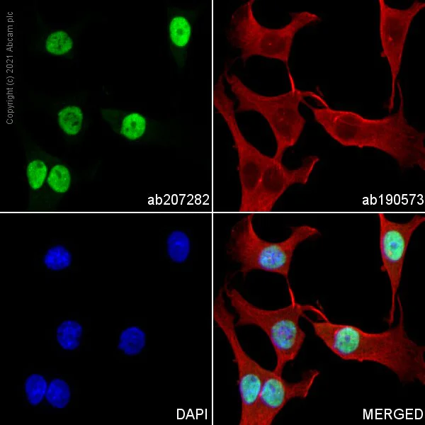 Immunocytochemistry/ Immunofluorescence - Alexa Fluor® 568 Anti-NeuN antibody [EPR12763] - Neuronal Marker (AB207282)