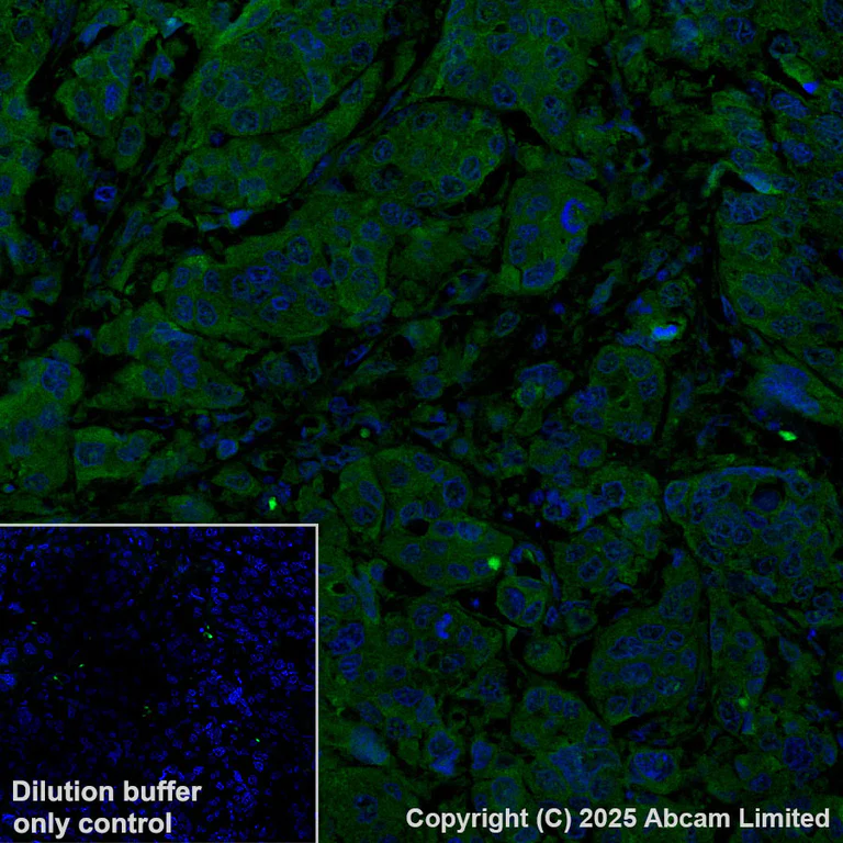 Immunohistochemistry (Formalin/PFA-fixed paraffin-embedded sections) - Alexa Fluor® 568 Anti-PAK1 antibody [EPR26067-45] (AB325259)