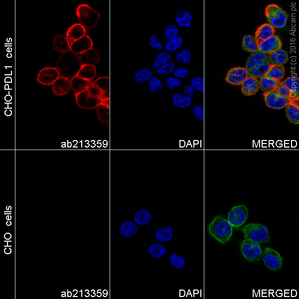 Immunocytochemistry/ Immunofluorescence - Alexa Fluor® 568 Anti-PD-L1 antibody [28-8] (AB213359), expandable thumbnail
