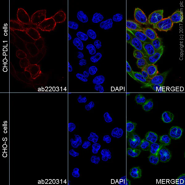 Immunocytochemistry/ Immunofluorescence - Alexa Fluor® 568 Anti-PD-L1 antibody [EPR19759] (AB220314)