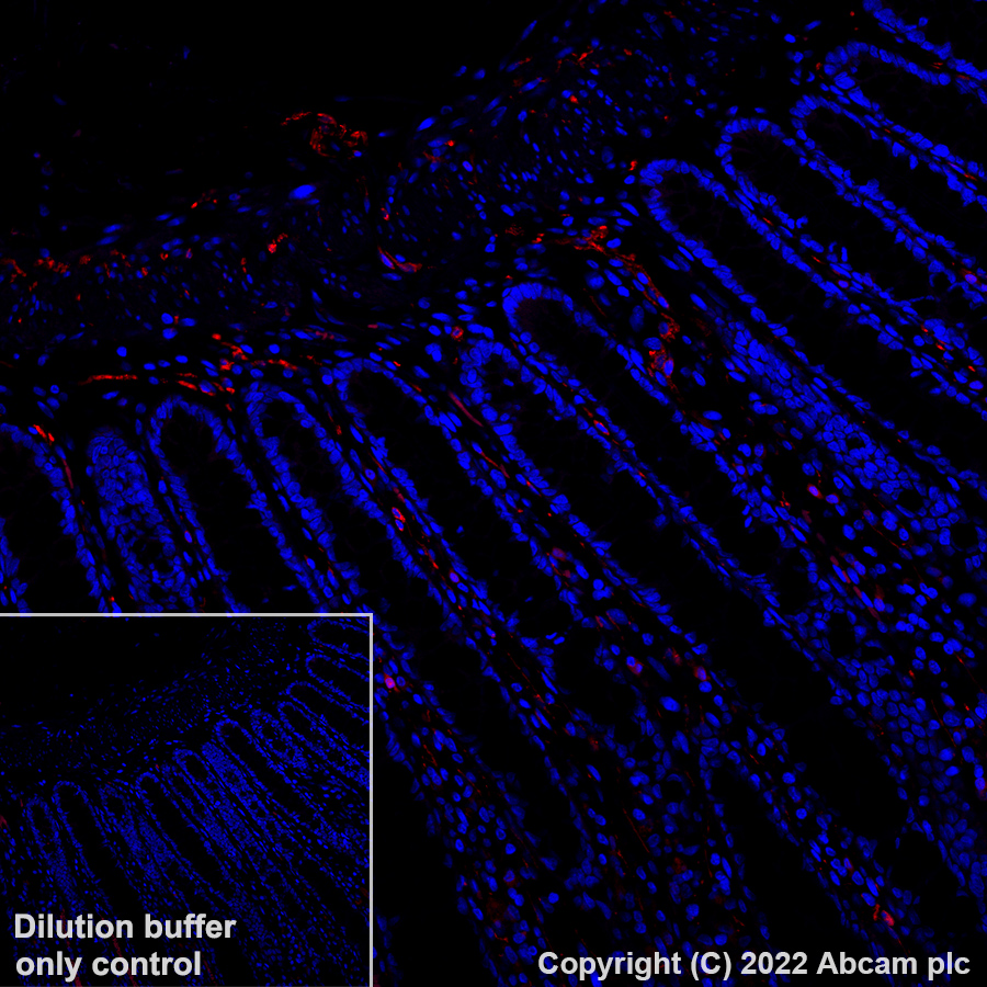 Immunohistochemistry (Formalin/PFA-fixed paraffin-embedded sections) - Alexa Fluor® 568 Anti-PGP9.5 antibody [EPR4118] - Neuronal Marker (AB305109), expandable thumbnail