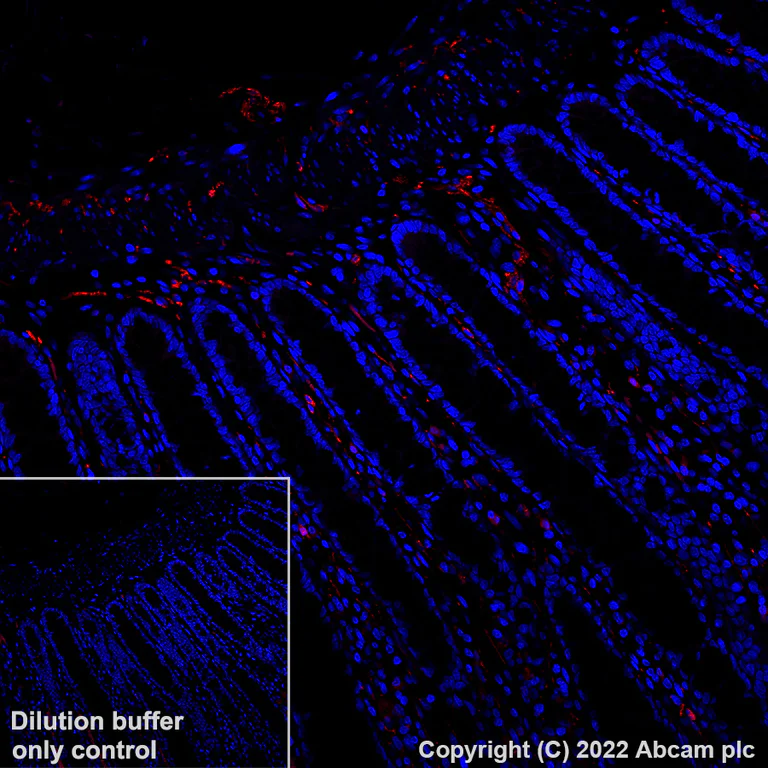 Immunohistochemistry (Formalin/PFA-fixed paraffin-embedded sections) - Alexa Fluor® 568 Anti-PGP9.5 antibody [EPR4118] - Neuronal Marker (AB305109)