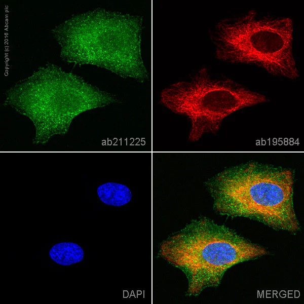 Immunocytochemistry/ Immunofluorescence - Alexa Fluor® 568 Anti-PODXL antibody [EPR9518] (AB211225)