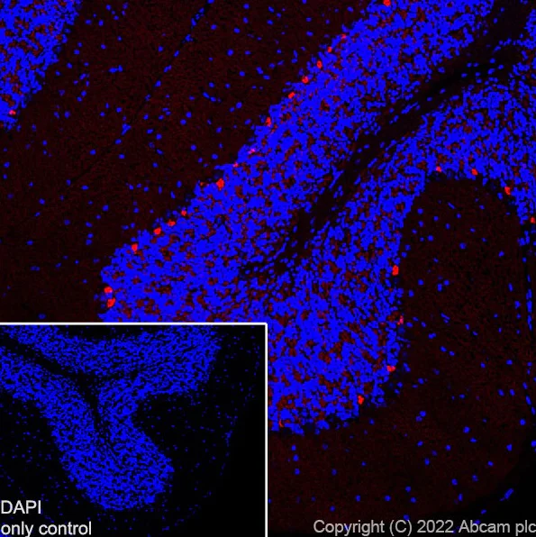 Immunohistochemistry (Frozen sections) - Alexa Fluor® 568 Anti-PSD95 antibody [EPR23124-118] - Synaptic Marker (AB302806)