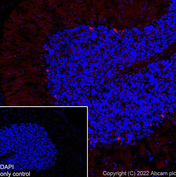 Immunohistochemistry (Frozen sections) - Alexa Fluor® 568 Anti-PSD95 antibody [EPR23124-118] - Synaptic Marker (AB302806)