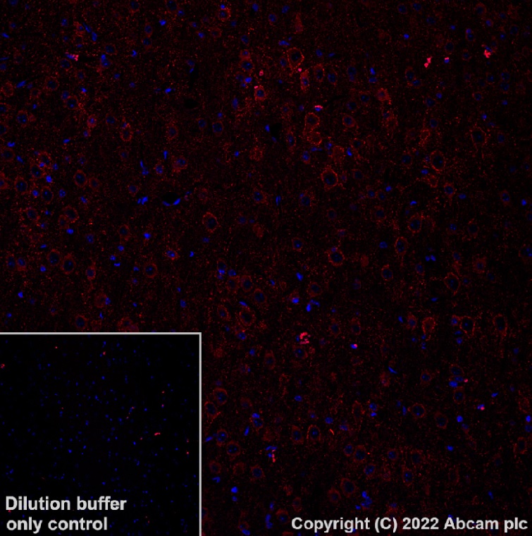 Immunohistochemistry (Formalin/PFA-fixed paraffin-embedded sections) - Alexa Fluor® 568 Rabbit monoclonal [EPR20578] to GAD67/GAD1 (AB303463)