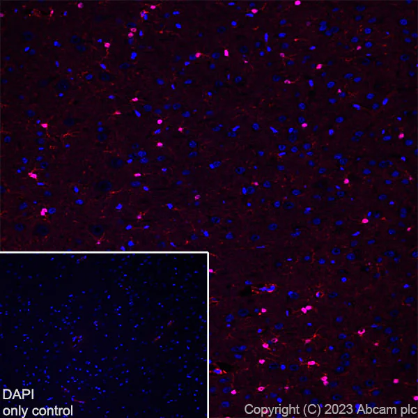 Immunohistochemistry (Frozen sections) - Alexa Fluor® 568 Anti-S100 beta antibody [EP1576Y] - Astrocyte Marker (AB313817)