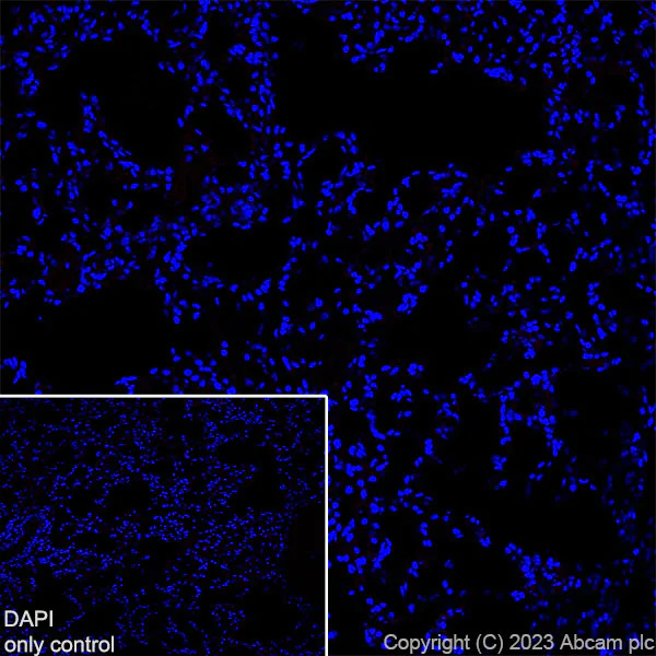 Immunohistochemistry (Frozen sections) - Alexa Fluor® 568 Anti-S100 beta antibody [EP1576Y] - Astrocyte Marker (AB313817)