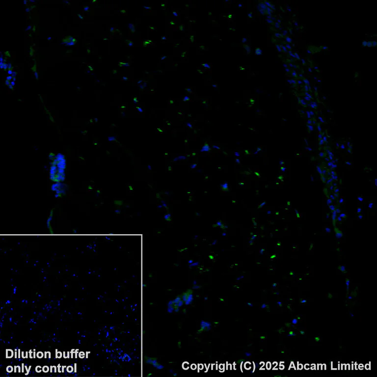 Immunohistochemistry (Formalin/PFA-fixed paraffin-embedded sections) - Alexa Fluor® 568 Anti-Sclerostin antibody [EPR28892-591] (AB325382)