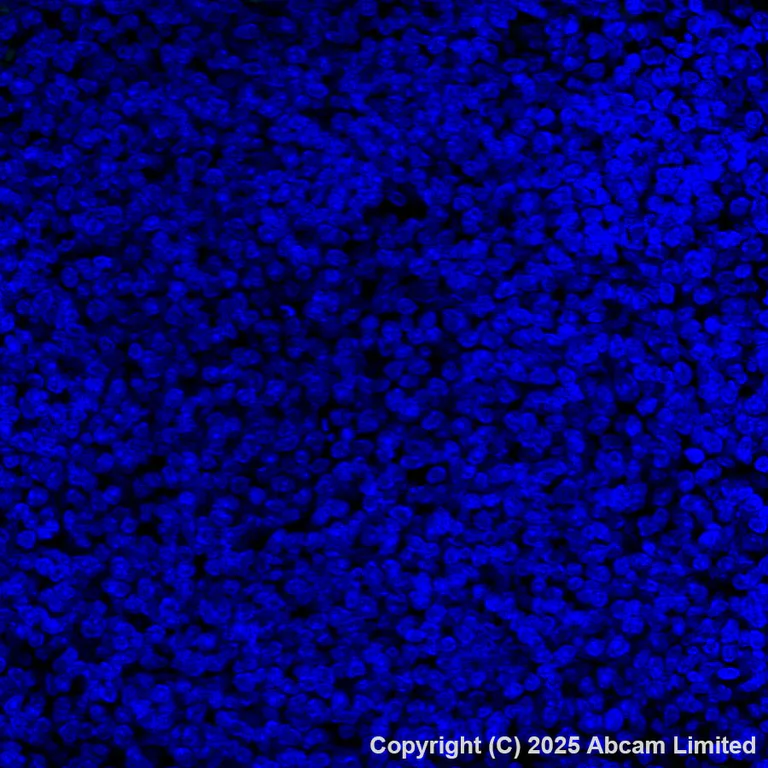 Immunohistochemistry (Formalin/PFA-fixed paraffin-embedded sections) - Alexa Fluor® 568 Anti-Sclerostin antibody [EPR28892-591] (AB325382)