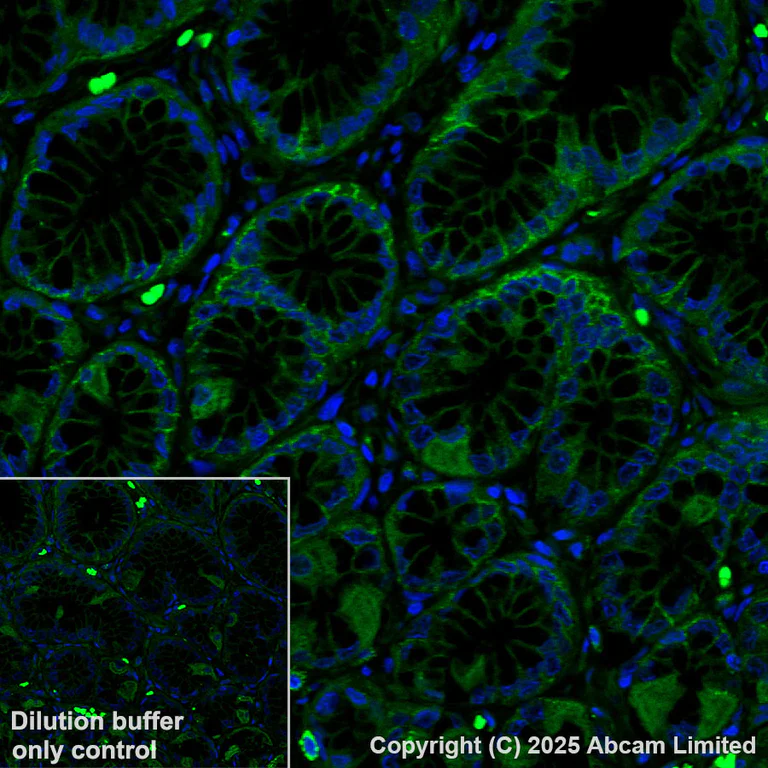 Immunohistochemistry (Formalin/PFA-fixed paraffin-embedded sections) - Alexa Fluor® 568 Anti-Sodium/Hydrogen Exchanger 1/NHE-1 antibody [EPR28913-51] (AB324337)