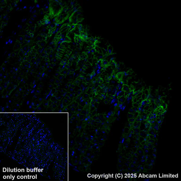 Immunohistochemistry (Formalin/PFA-fixed paraffin-embedded sections) - Alexa Fluor® 568 Anti-Sodium/Hydrogen Exchanger 1/NHE-1 antibody [EPR28913-51] (AB324337)