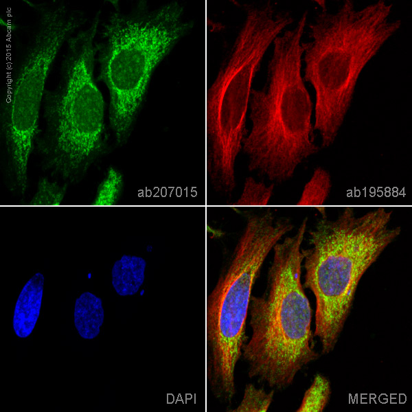 Alexa Fluor® 568 Anti-STAT6 antibody [YE361] (ab207015) | Abcam