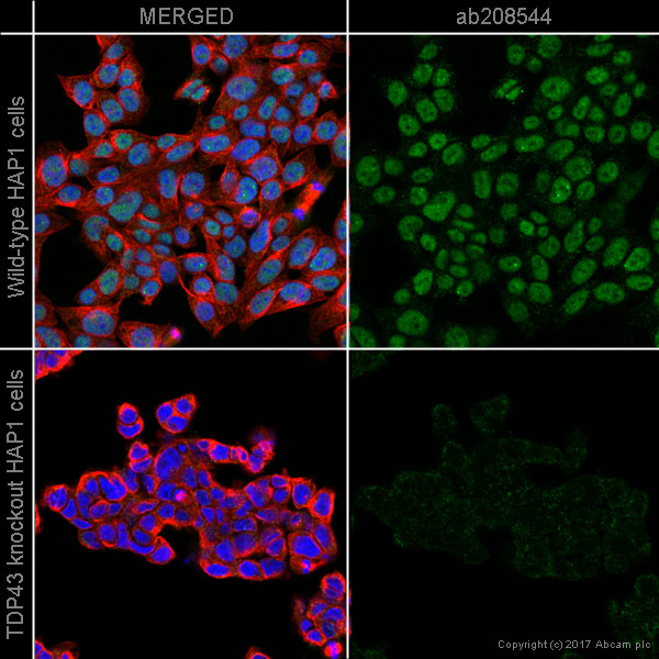 Immunocytochemistry/ Immunofluorescence - Alexa Fluor® 568 Anti-TDP43 antibody [EPR5811] (AB208544)