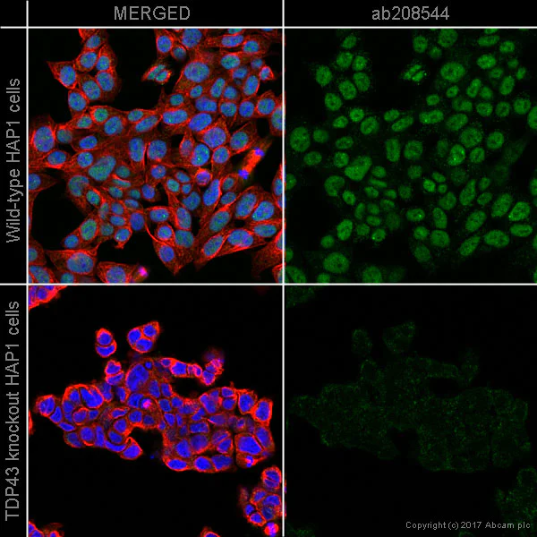 Immunocytochemistry/ Immunofluorescence - Alexa Fluor® 568 Anti-TDP43 antibody [EPR5811] (AB208544)
