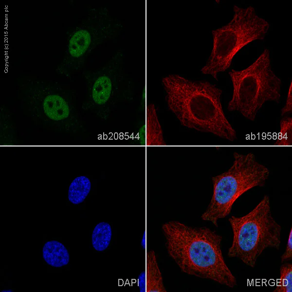 Immunocytochemistry/ Immunofluorescence - Alexa Fluor® 568 Anti-TDP43 antibody [EPR5811] (AB208544)