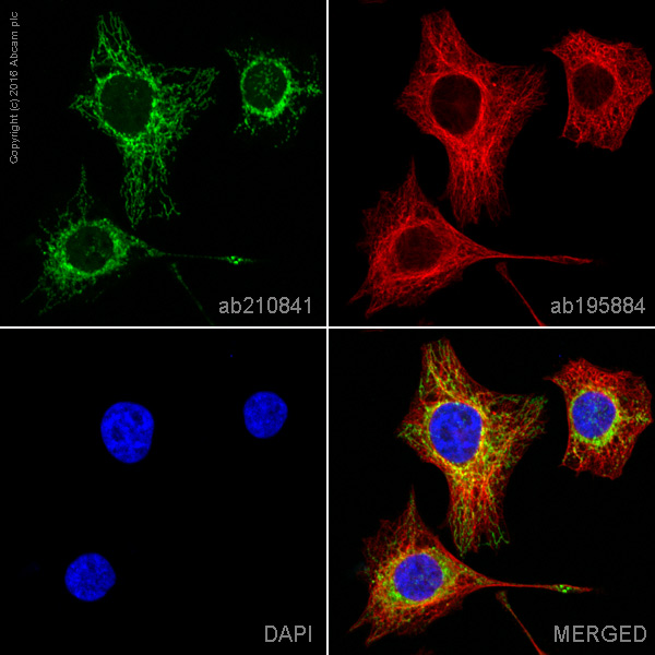 Immunocytochemistry/ Immunofluorescence - Alexa Fluor® 568 Anti-TOMM20 antibody [EPR15581-54] - Mitochondrial Marker (AB210841)