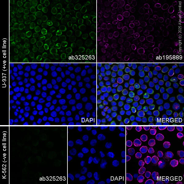 Immunocytochemistry/ Immunofluorescence - Alexa Fluor® 568 Anti-TPSB2 antibody [EPR28111-57] (AB325263)