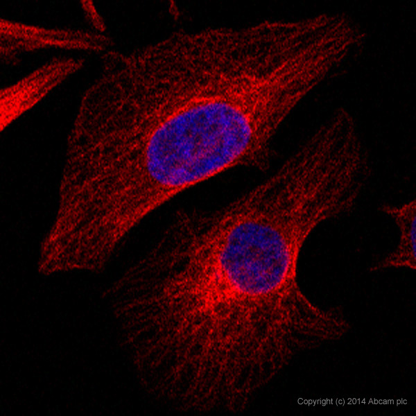 Immunocytochemistry/ Immunofluorescence - Alexa Fluor® 594 Anti-alpha Tubulin antibody [DM1A] - Microtubule Marker (ab195889), expandable thumbnail
