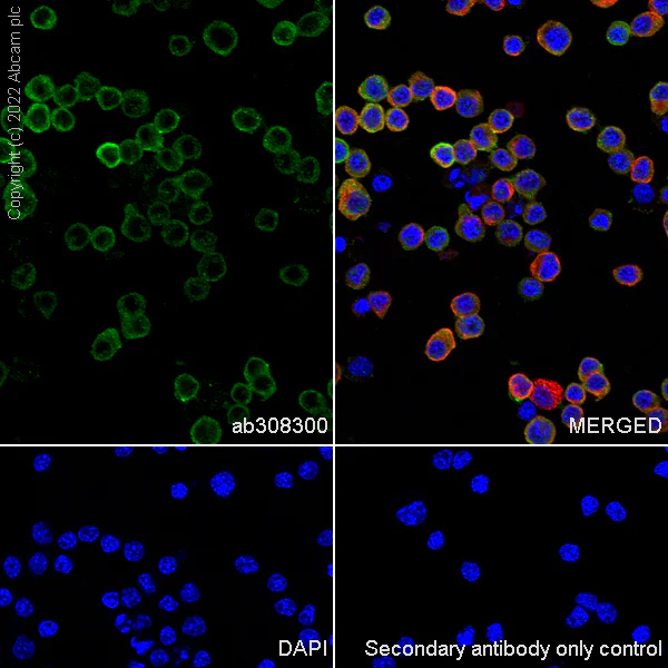 Immunocytochemistry/ Immunofluorescence - Alexa Fluor® 594 Anti-alpha Tubulin antibody [DM1A] - Microtubule Marker (AB195889)