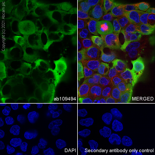 Immunocytochemistry/ Immunofluorescence - Alexa Fluor® 594 Anti-alpha Tubulin antibody [DM1A] - Microtubule Marker (ab195889), expandable thumbnail