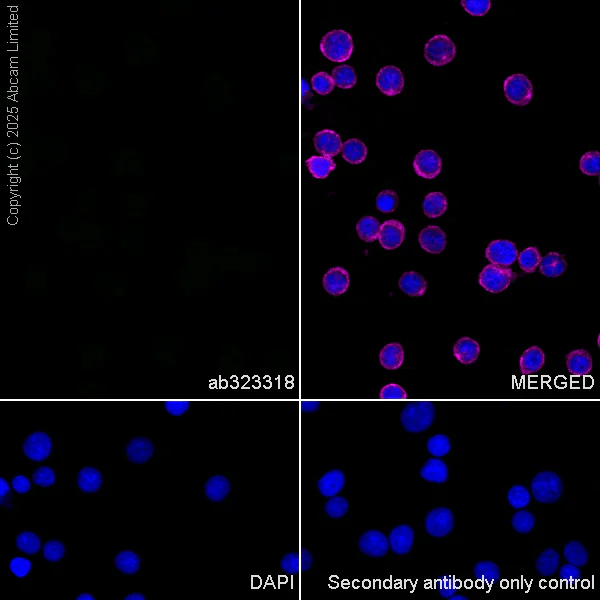 Immunocytochemistry/ Immunofluorescence - Alexa Fluor® 594 Anti-alpha Tubulin antibody [DM1A] - Microtubule Marker (AB195889)
