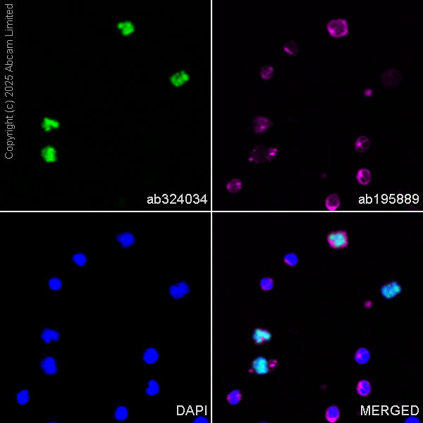 Immunocytochemistry/ Immunofluorescence - Alexa Fluor® 594 Anti-alpha Tubulin antibody [DM1A] - Microtubule Marker (ab195889), expandable thumbnail