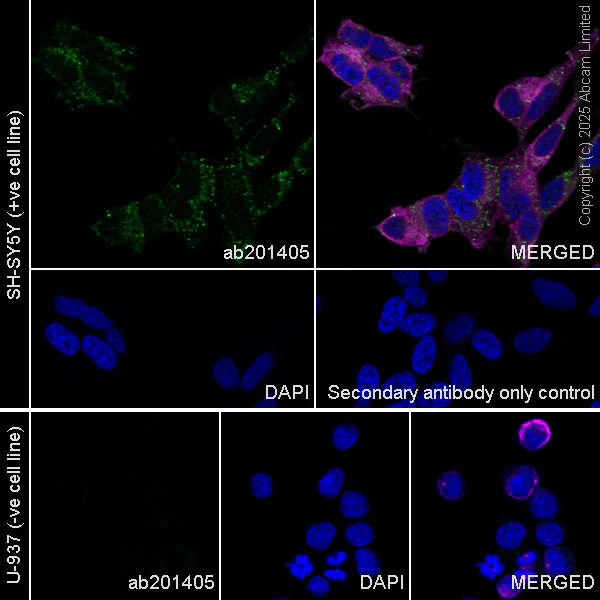 Immunocytochemistry/ Immunofluorescence - Alexa Fluor® 594 Anti-alpha Tubulin antibody [DM1A] - Microtubule Marker (AB195889)