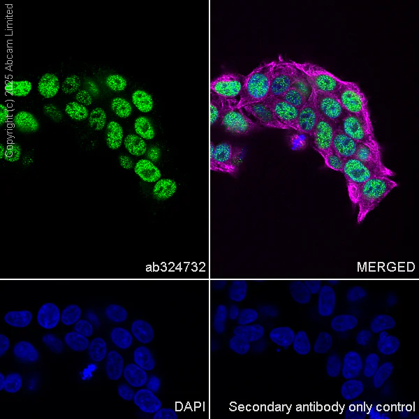Immunocytochemistry/ Immunofluorescence - Alexa Fluor® 594 Anti-alpha Tubulin antibody [DM1A] - Microtubule Marker (AB195889)