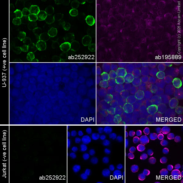 Immunocytochemistry/ Immunofluorescence - Alexa Fluor® 594 Anti-alpha Tubulin antibody [DM1A] - Microtubule Marker (AB195889)