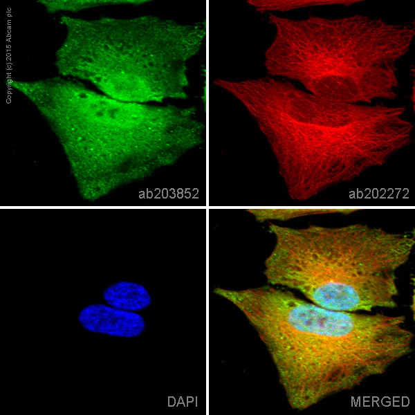 Immunocytochemistry/ Immunofluorescence - Alexa Fluor® 594 Anti-alpha Tubulin antibody [EP1332Y] - Microtubule Marker (AB202272)