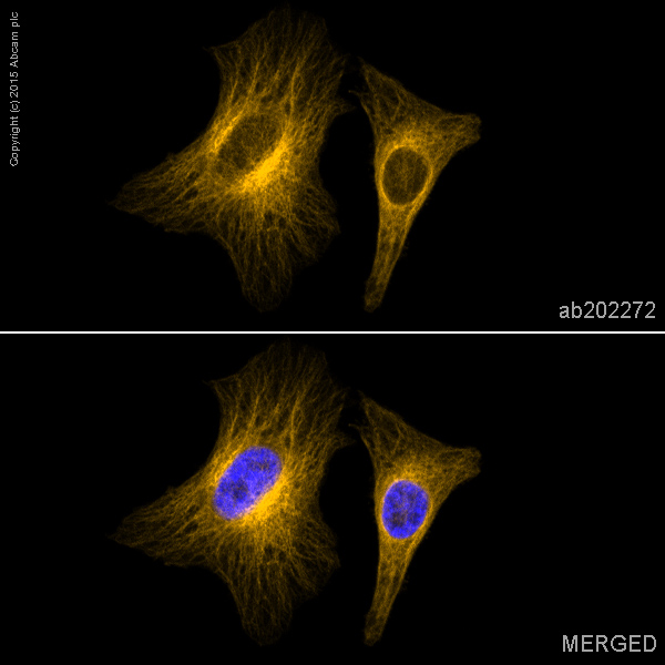 Immunocytochemistry/ Immunofluorescence - Alexa Fluor® 594 Anti-alpha Tubulin antibody [EP1332Y] - Microtubule Marker (AB202272), expandable thumbnail