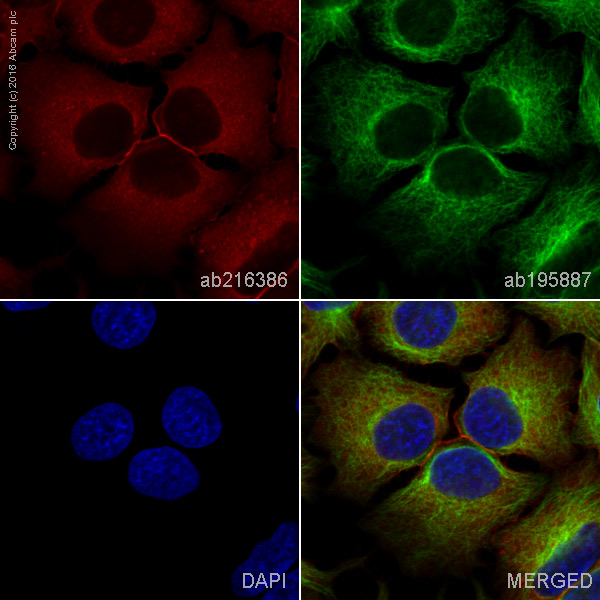 Immunocytochemistry/ Immunofluorescence - Alexa Fluor® 594 Anti-Annexin-2/ANXA2 antibody [EPR13052(B)] (AB216386), expandable thumbnail