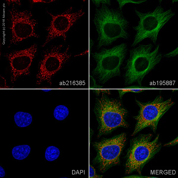 Immunocytochemistry/ Immunofluorescence - Alexa Fluor® 594 Anti-ATP5A antibody [EPR13030(B)] - Mitochondrial Marker (AB216385)