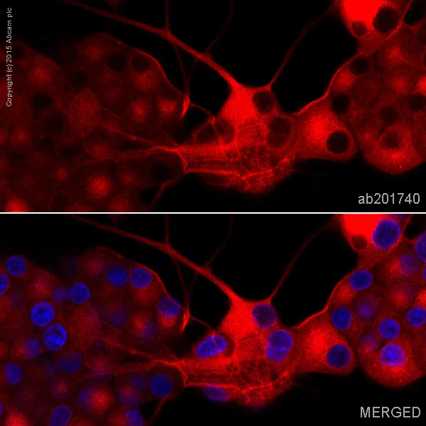 Immunocytochemistry/ Immunofluorescence - Alexa Fluor® 594 Anti-beta III Tubulin antibody [EP1569Y] - Neuronal Marker (AB201740)